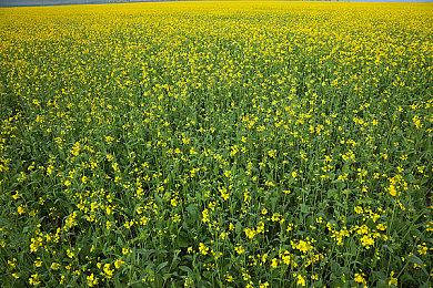 《真三国无双：起源》中文配音预告 2025年发售